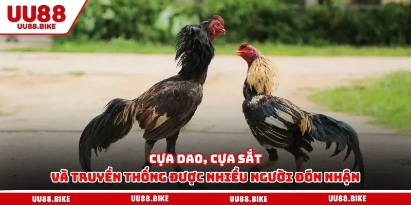 Cựa dao, cựa sắt và truyền thống được nhiều người đón nhận